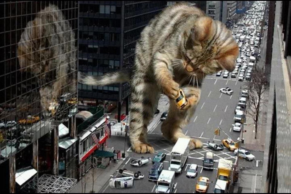 кот атакут город