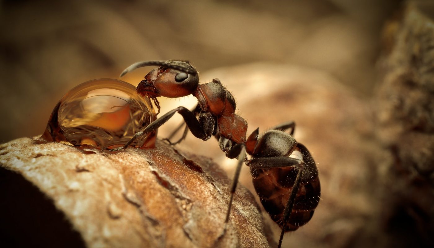 ориентирование по муравьям