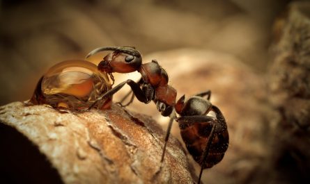 ориентирование по муравьям