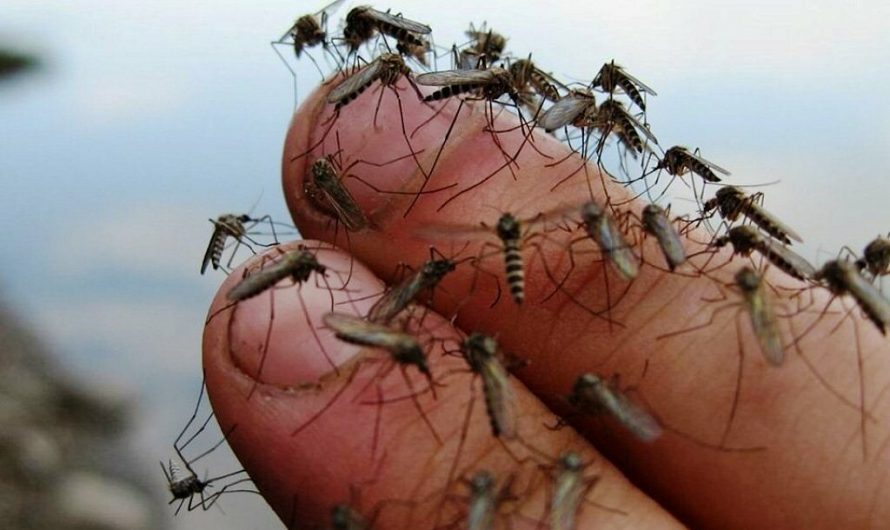 Борьба с насекомыми: 20 растений отпугивающих комаров!