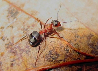 Лесной муравей на листике