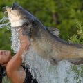 ловля рыбы руками