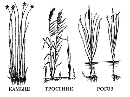 Строение камыша схема