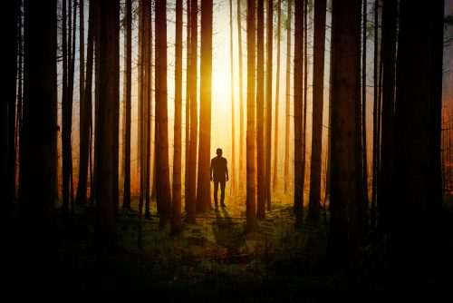 Как выжить в лесу, если заблудился? Топ 7 базовых советов.