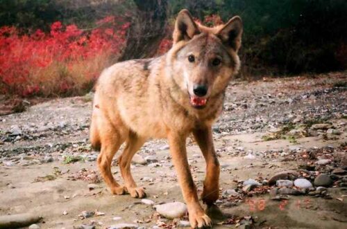 кавказский волк