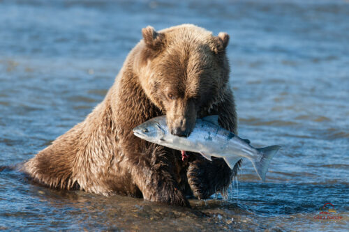 медведь ловит рыбу