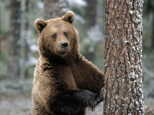 бурый медведь фото