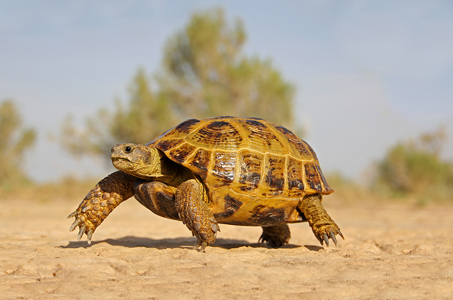 Среднеазиатская черепаха фото