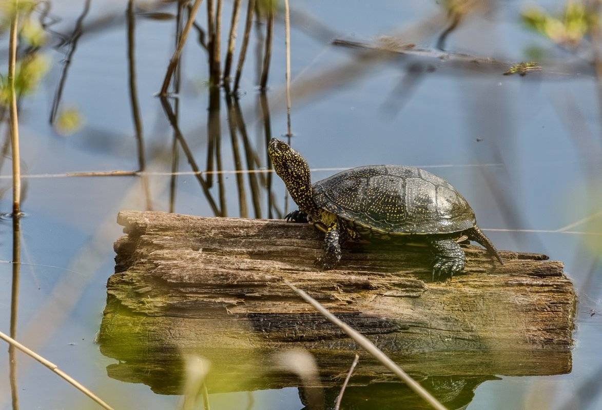 Европейская болотная черепаха фото